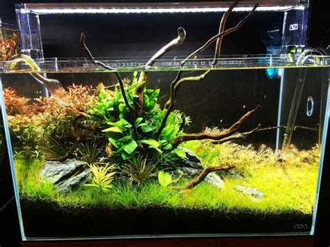 ada aquascape|ADA Nature Aquarium Philippines .
